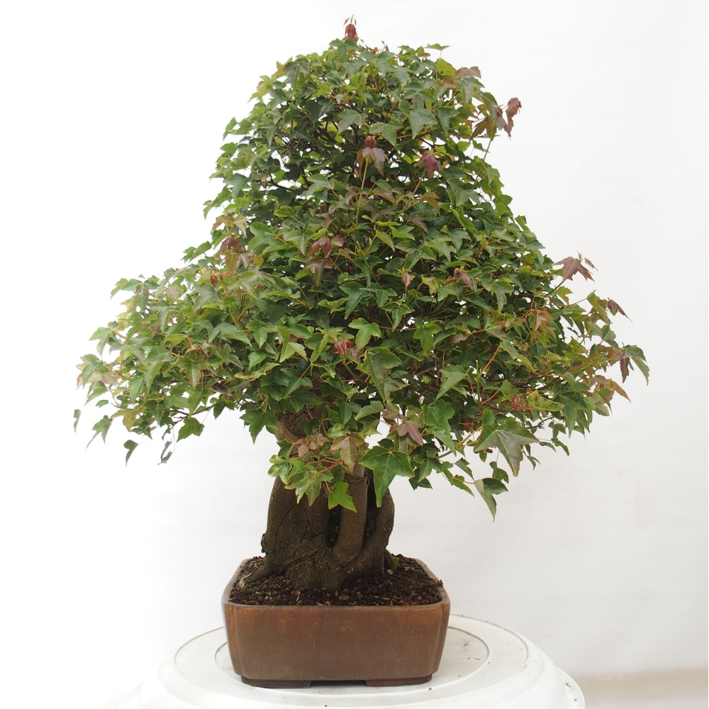 Bonsai im Freien - Ahorn Buergerianum - Burger Maple