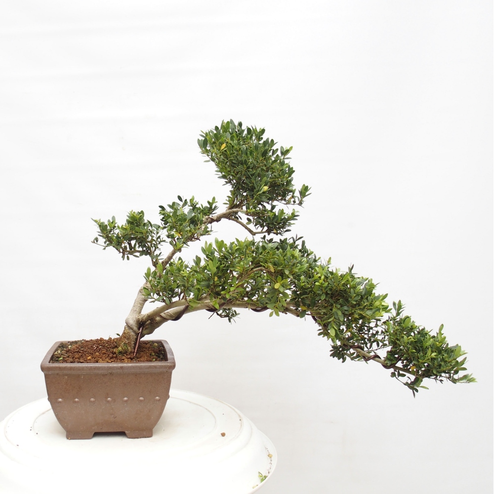 Zimmerbonsai - Ilex crenata - Holly