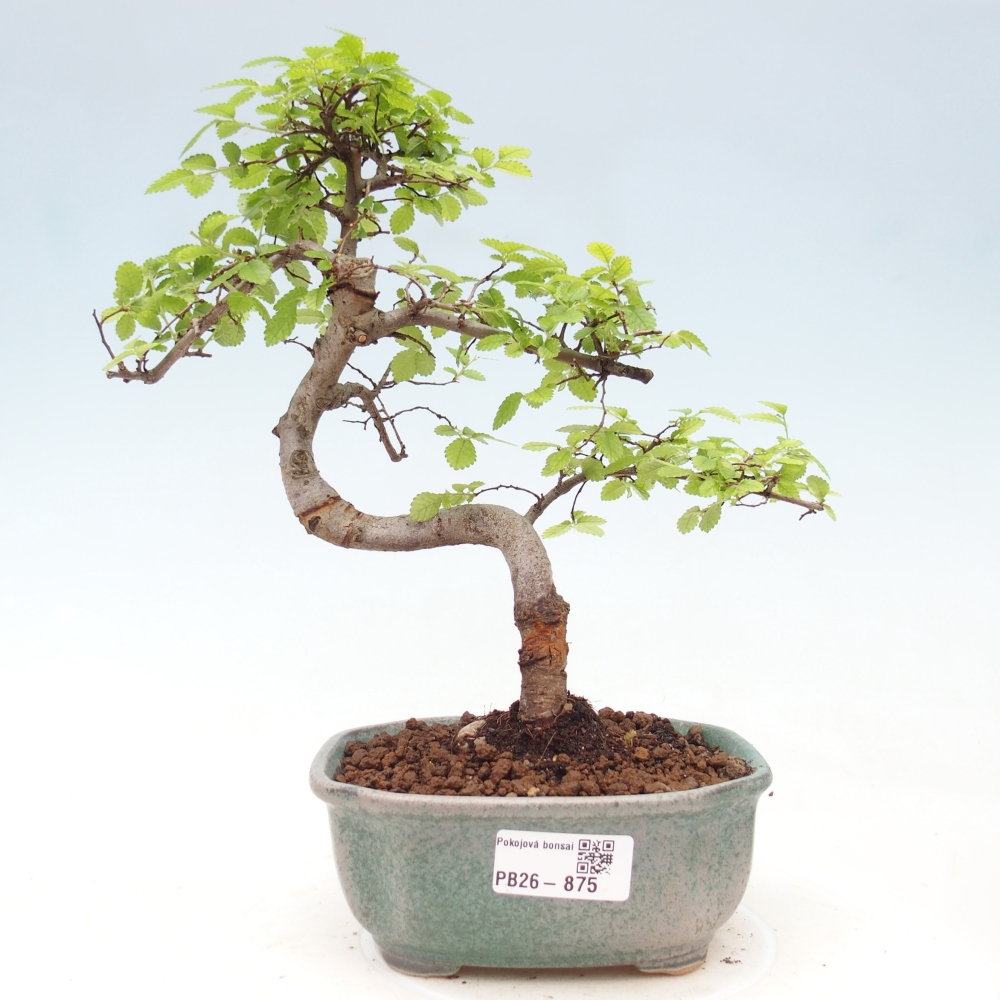 Zimmerbonsai - Ulmus parvifolia - Kleinblättrige Ulme