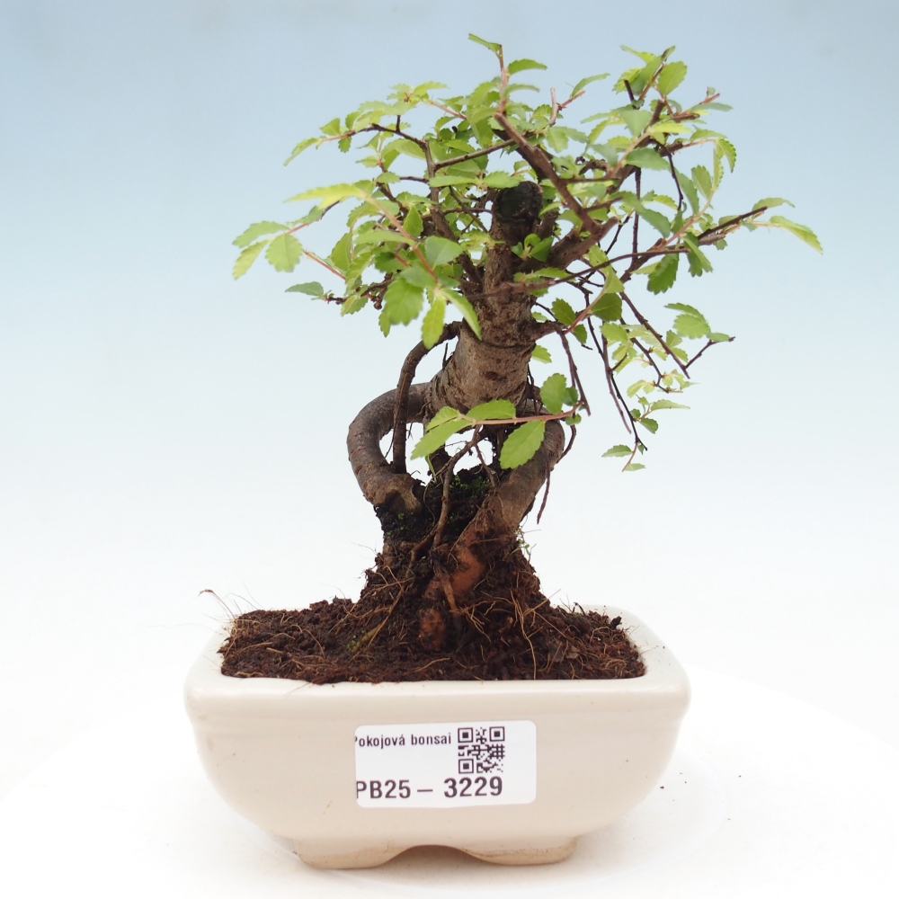 Zimmerbonsai - Ulmus parvifolia - Kleinblättrige Ulme