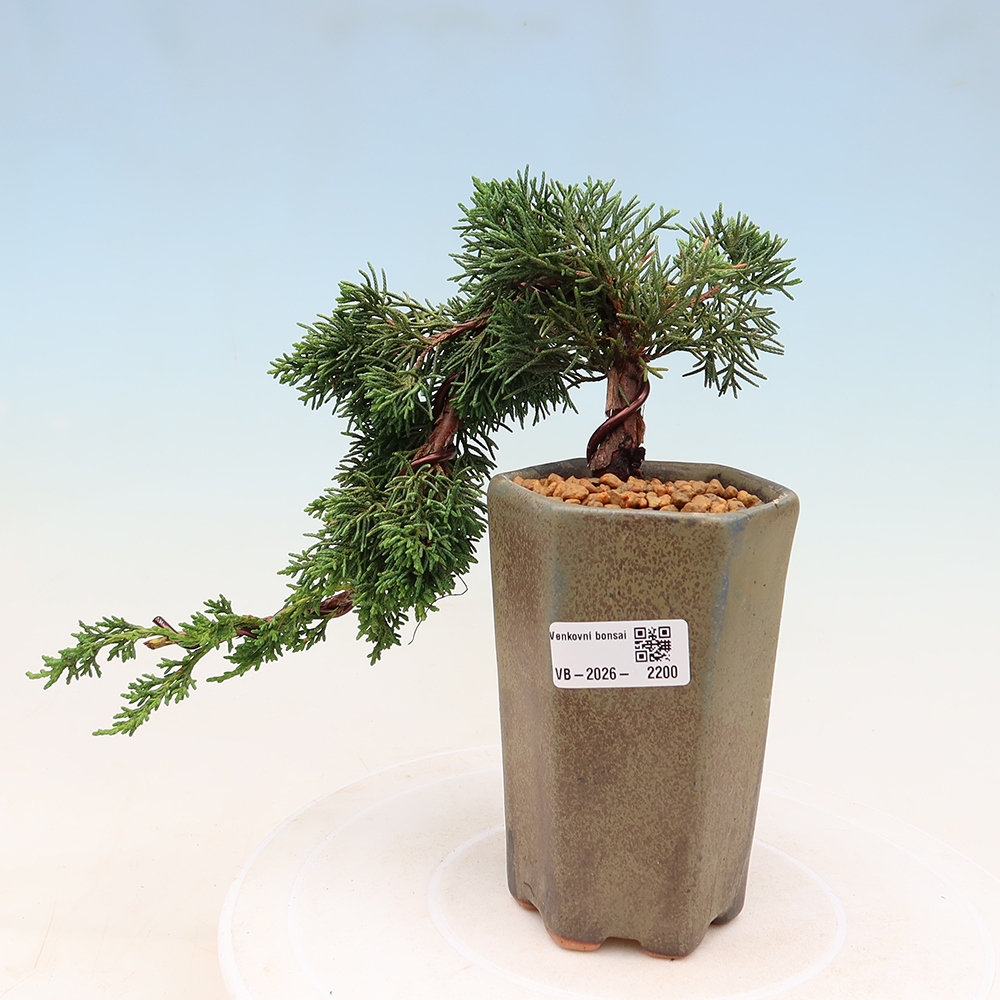 Bonsai für draußen - Juniperus chinensis Kishu