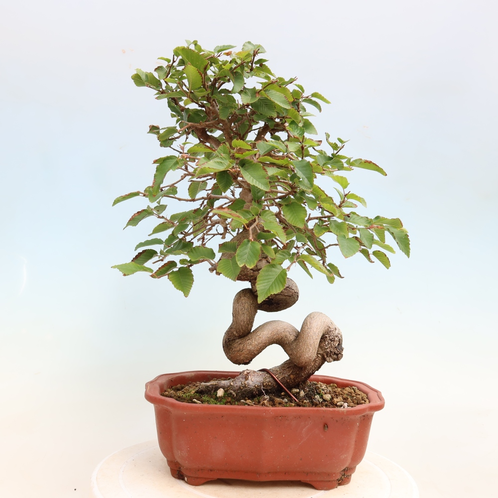 Bonsai für draußen -Carpinus CARPINOIDES - Koreanische Hainbuche