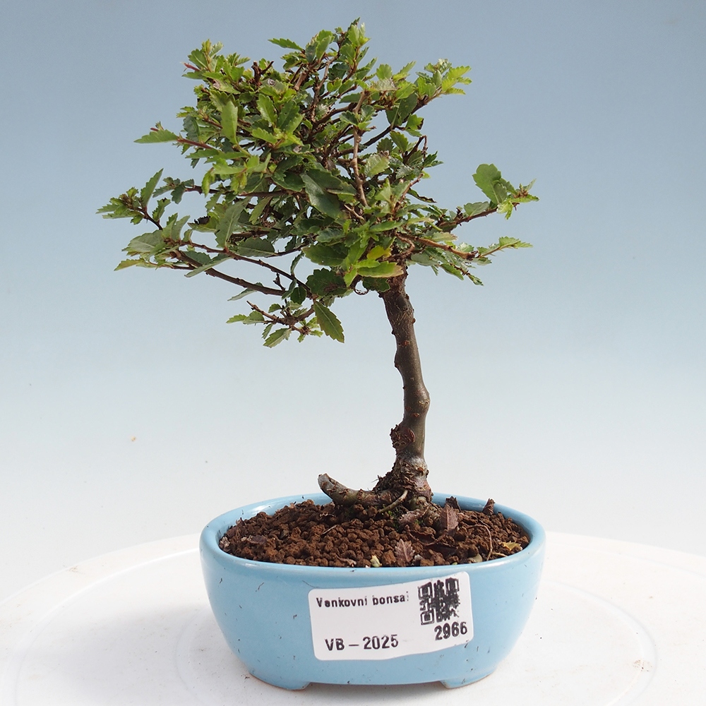 Bonsai im Freien - Ulmus parvifolia Sagei - Kleinblättrige Ulme