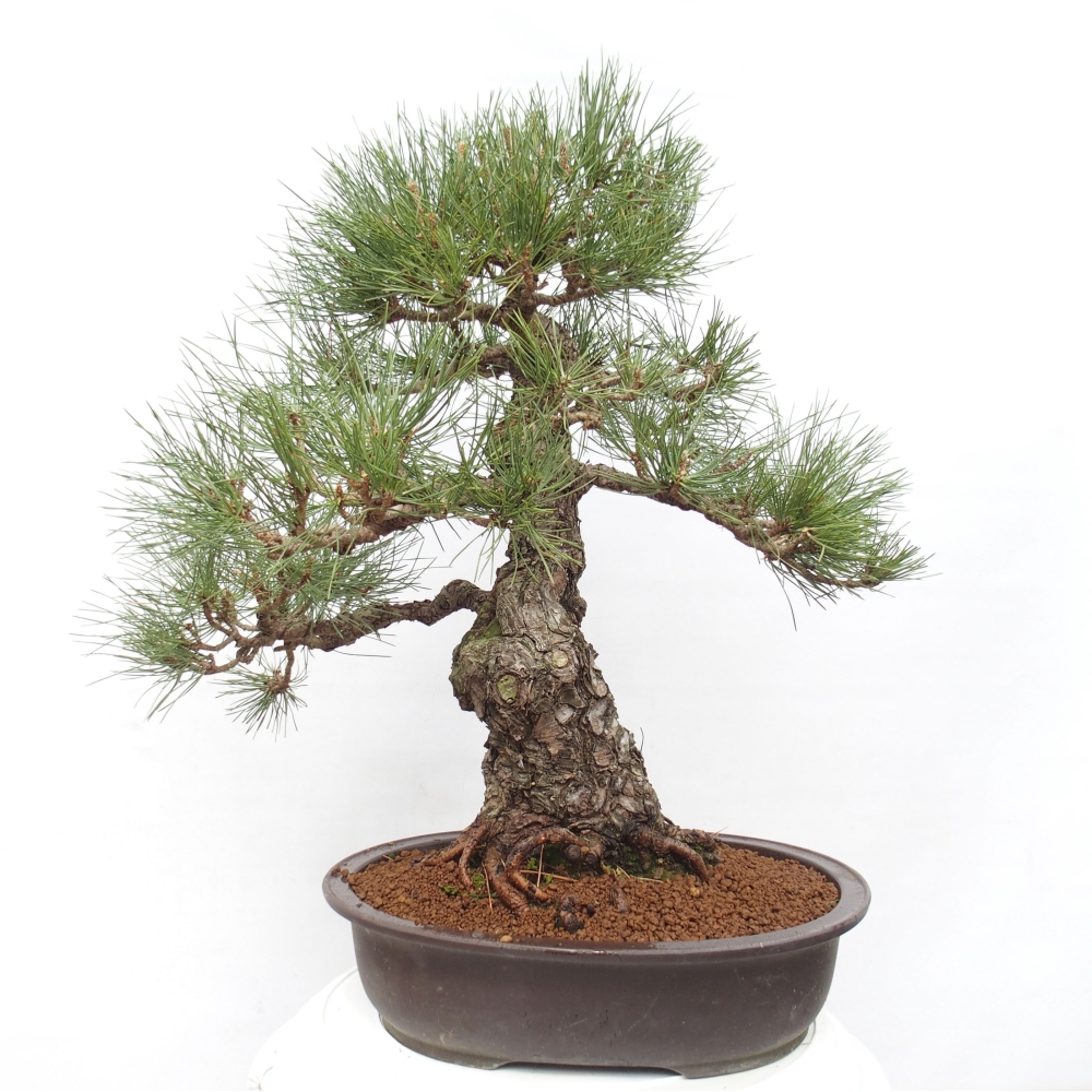 Outdoor-Bonsai - Pinus thunbergii - Thunbergkiefer