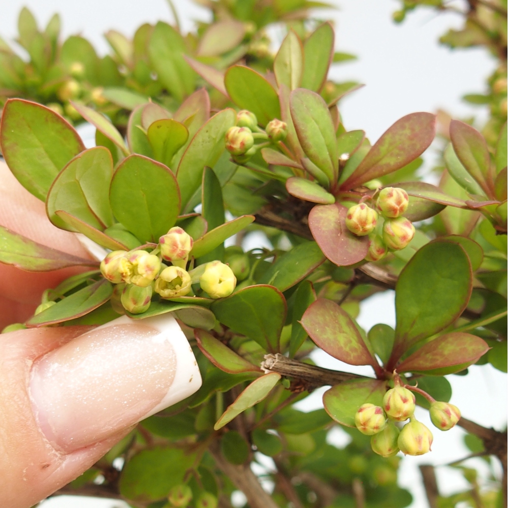 Bonsai für draußen - Berberis coreana