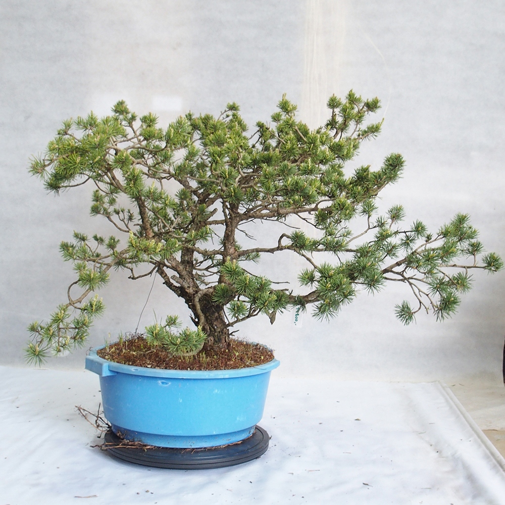 Yamadori - Pinus sylvestris 
