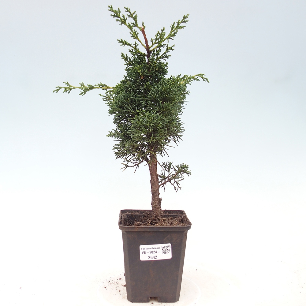 Outdoor-Bonsai - Juniperus chinensis Kishu - Chinesischer Wacholder