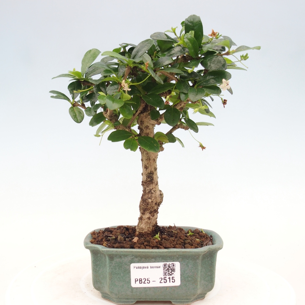 Zimmerbonsai - Carmona Macrophylla - Fuki-Tee