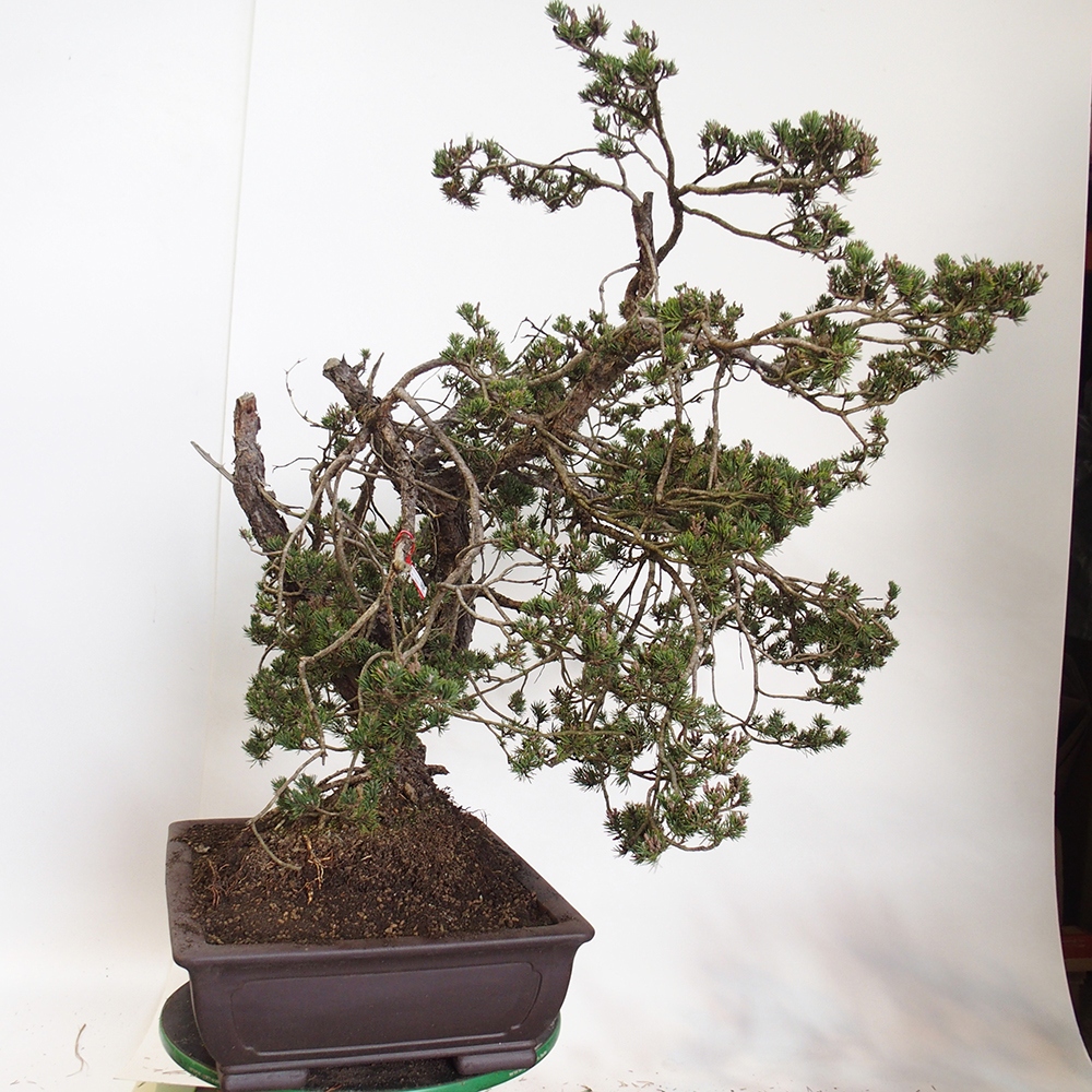 Yamadori - Pinus sylvestris Spanien