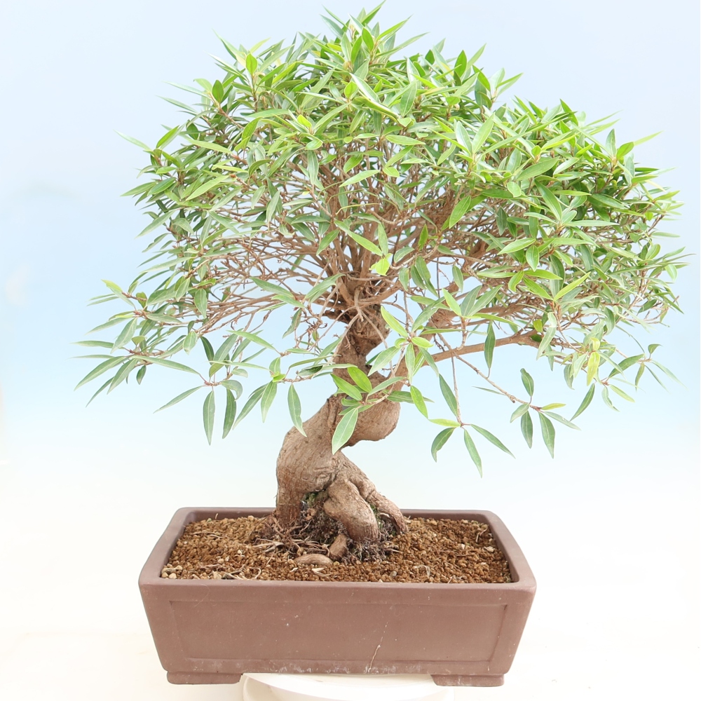 Zimmerbonsai - Ficus nerifolia - Kleinblättriger Ficus