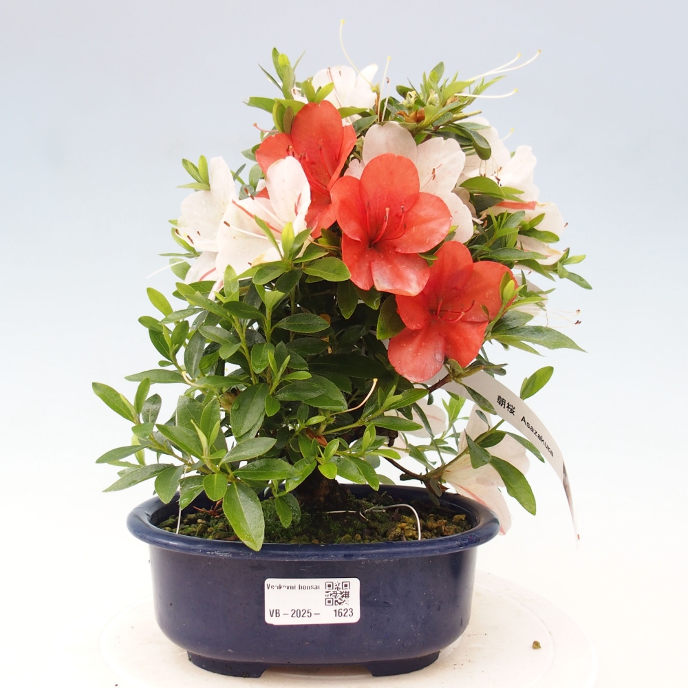 Bonsai im Freien - Japanische Azalee - Azalea Asazakura