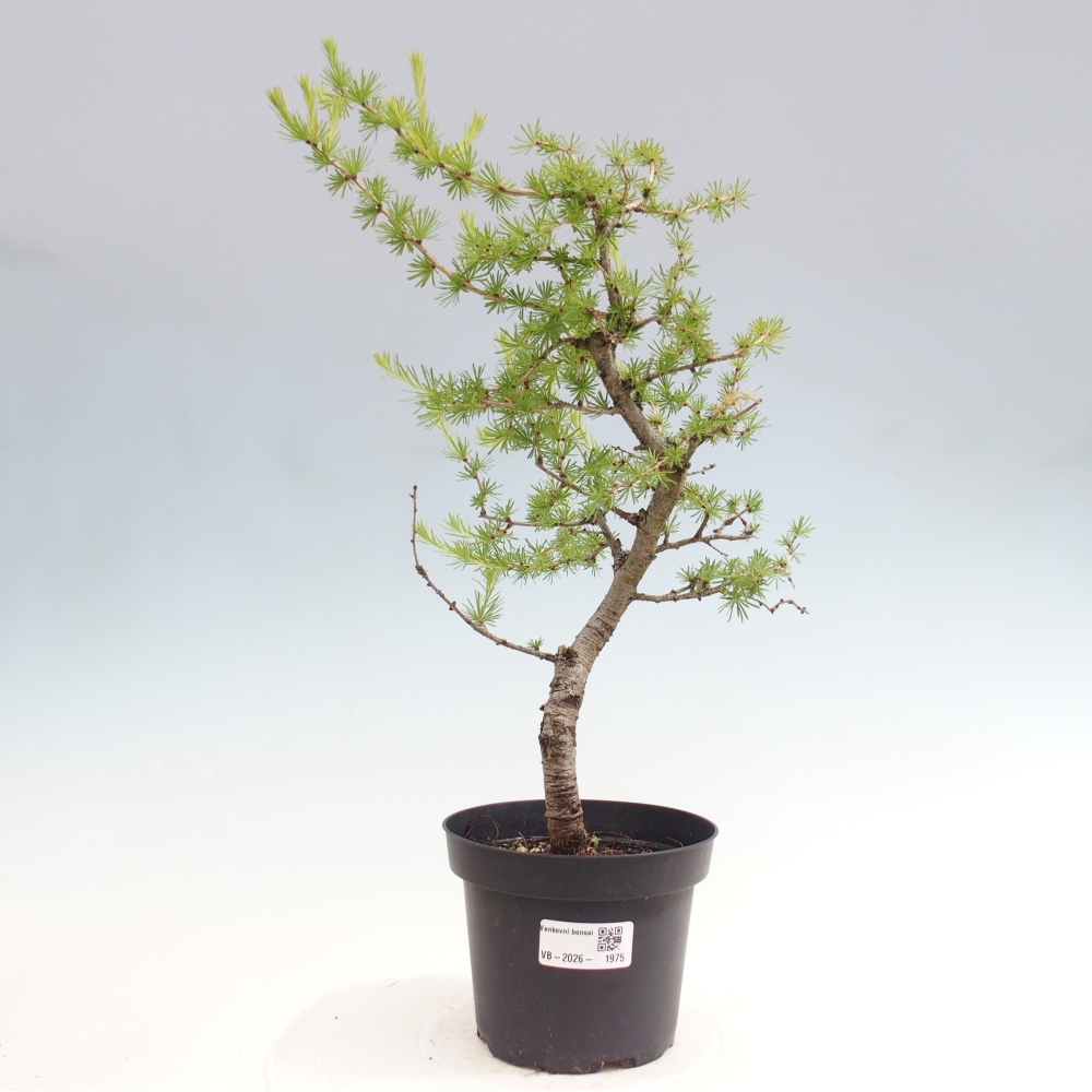 Bonsai für draußen -Larix decidua - Lärche
