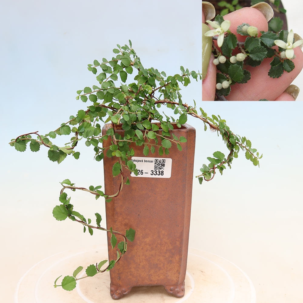 Zimmerbonsai - Grewia sp. - Grewia malafolia