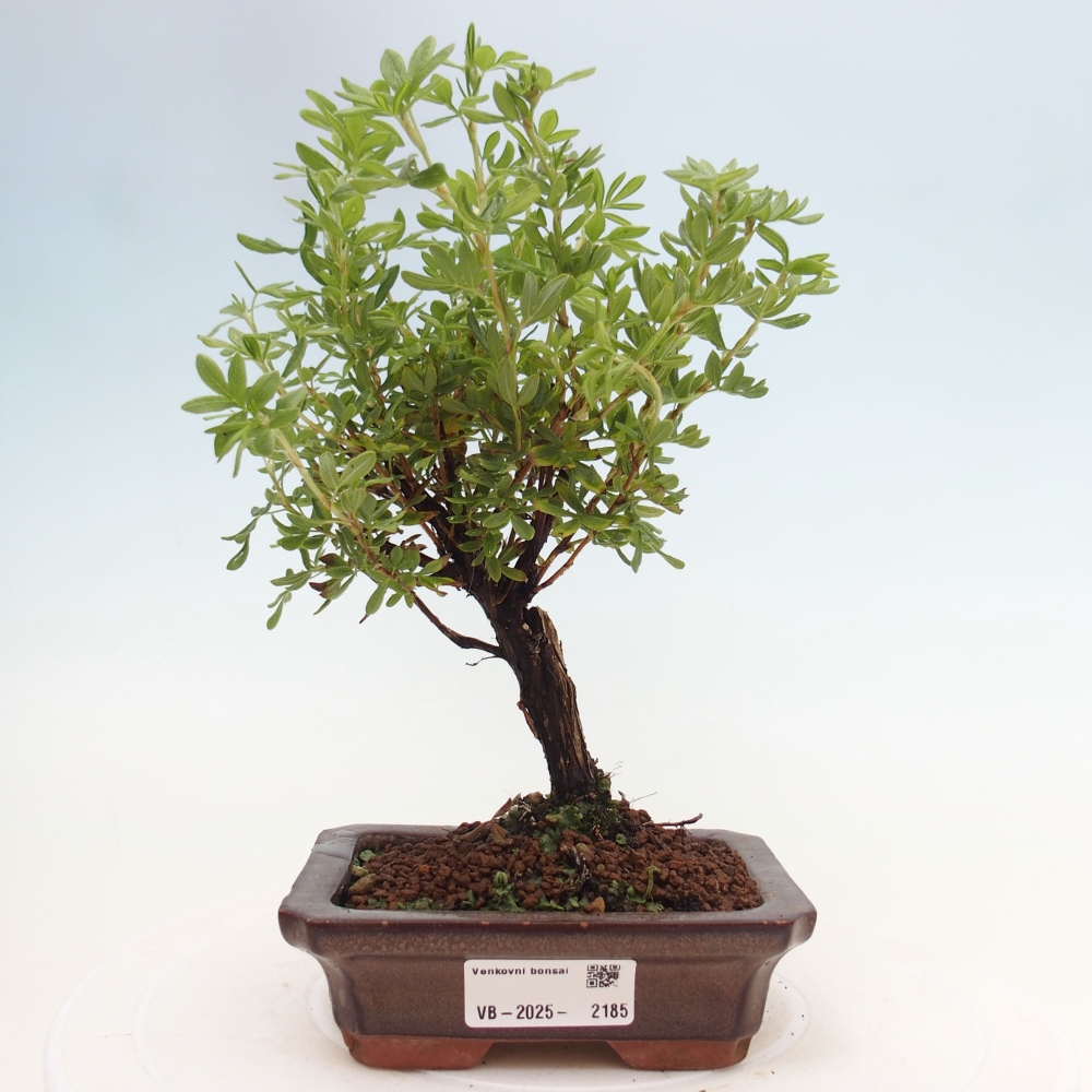 Outdoor-Bonsai-Fingerkraut - Potentila fruticosa gelber Vogel