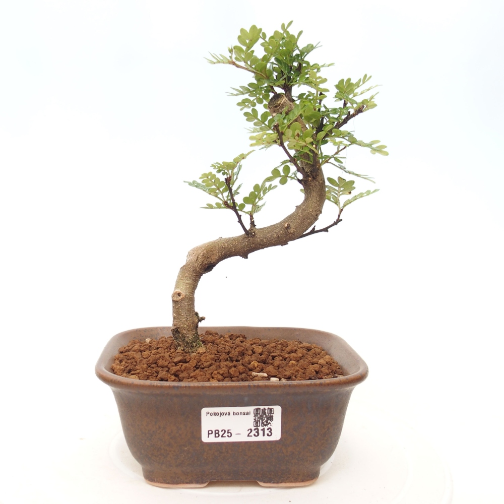 Zimmerbonsai - Zantoxylum piperitum - Pfefferminze