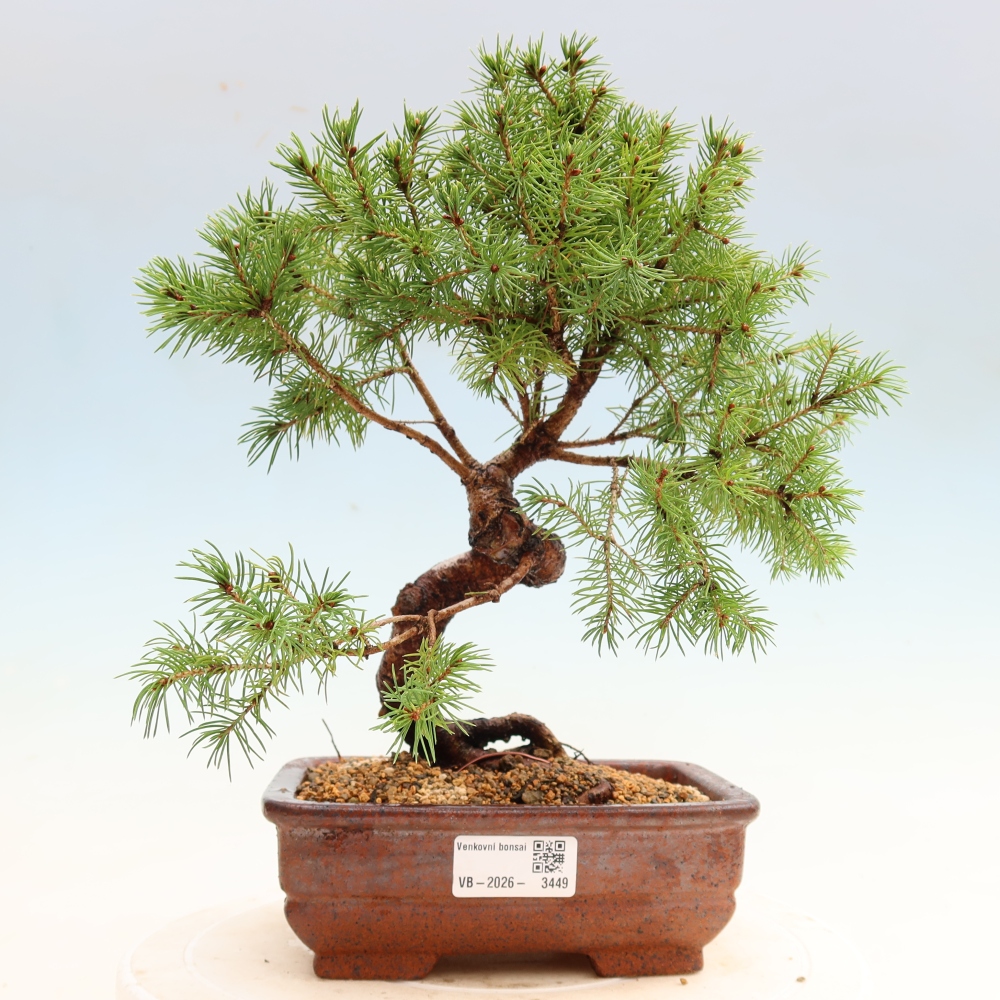 Bonsai für den Außenbereich – Graufichte – Picea glauca Globe