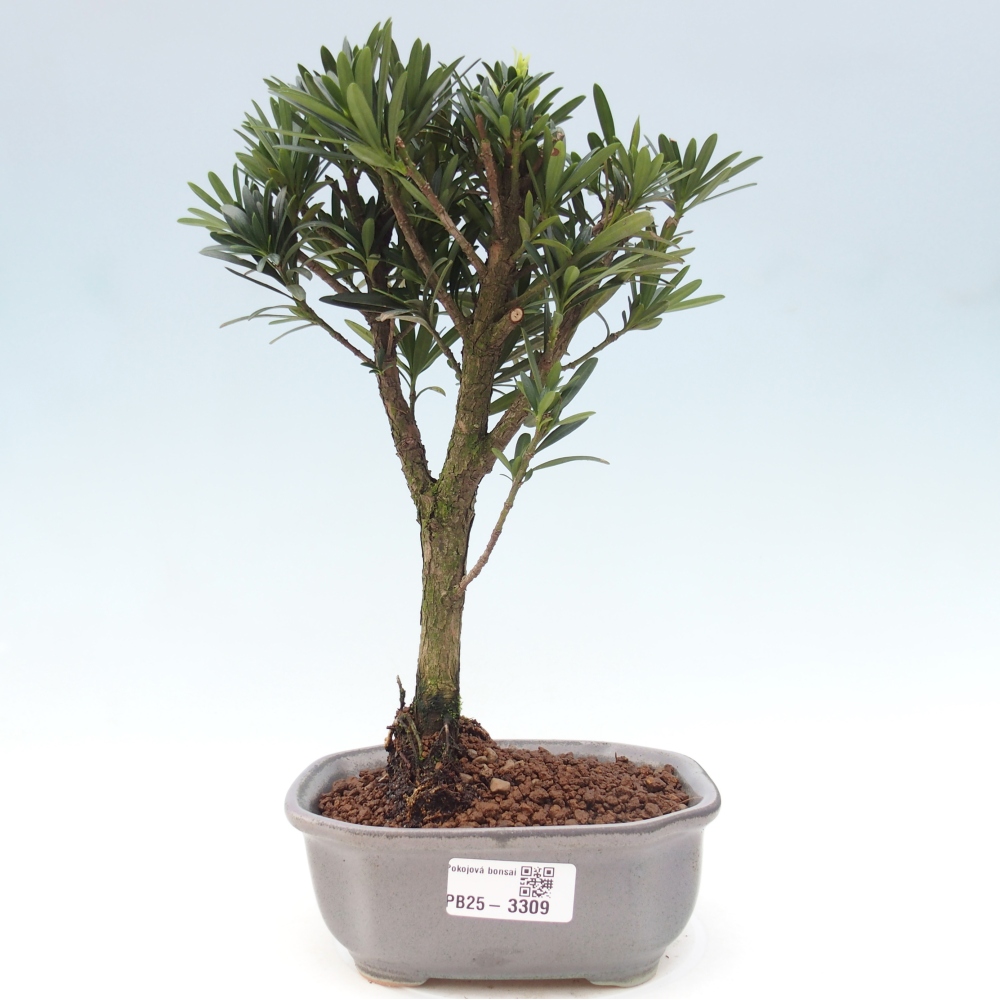 Zimmerbonsai - Podocarpus - Stein-Eibe