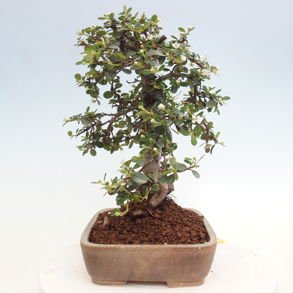 Outdoor-Bonsai-Cotoneaster dammeri - Rock Damer