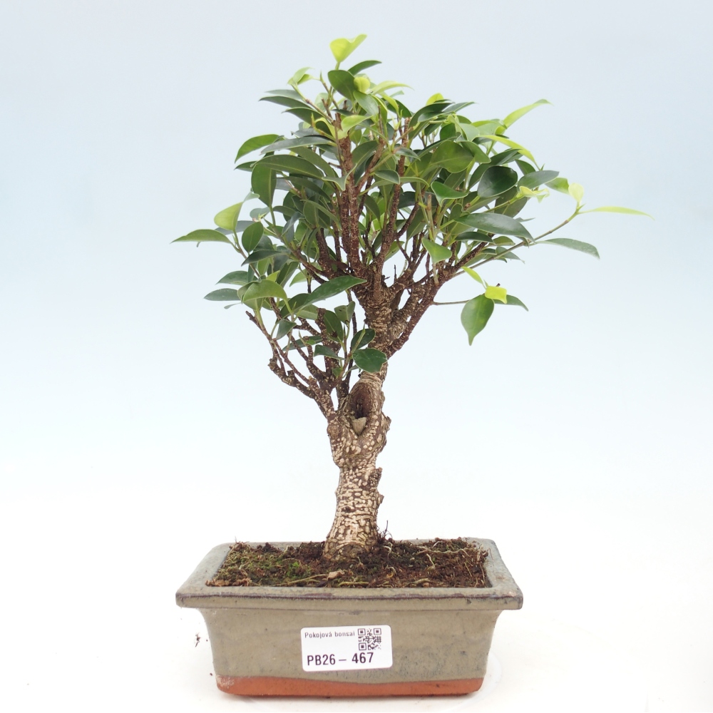 Zimmerbonsai - Ficus retusa - Kleinblättriger Ficus