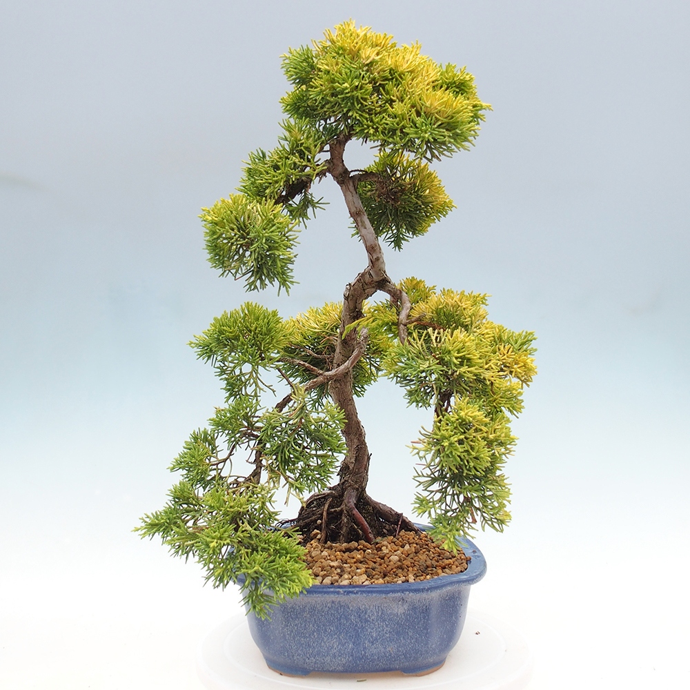 Bonsai im Freien - Juniperus chinensis plumosa aurea - Chinesischer Goldwacholder