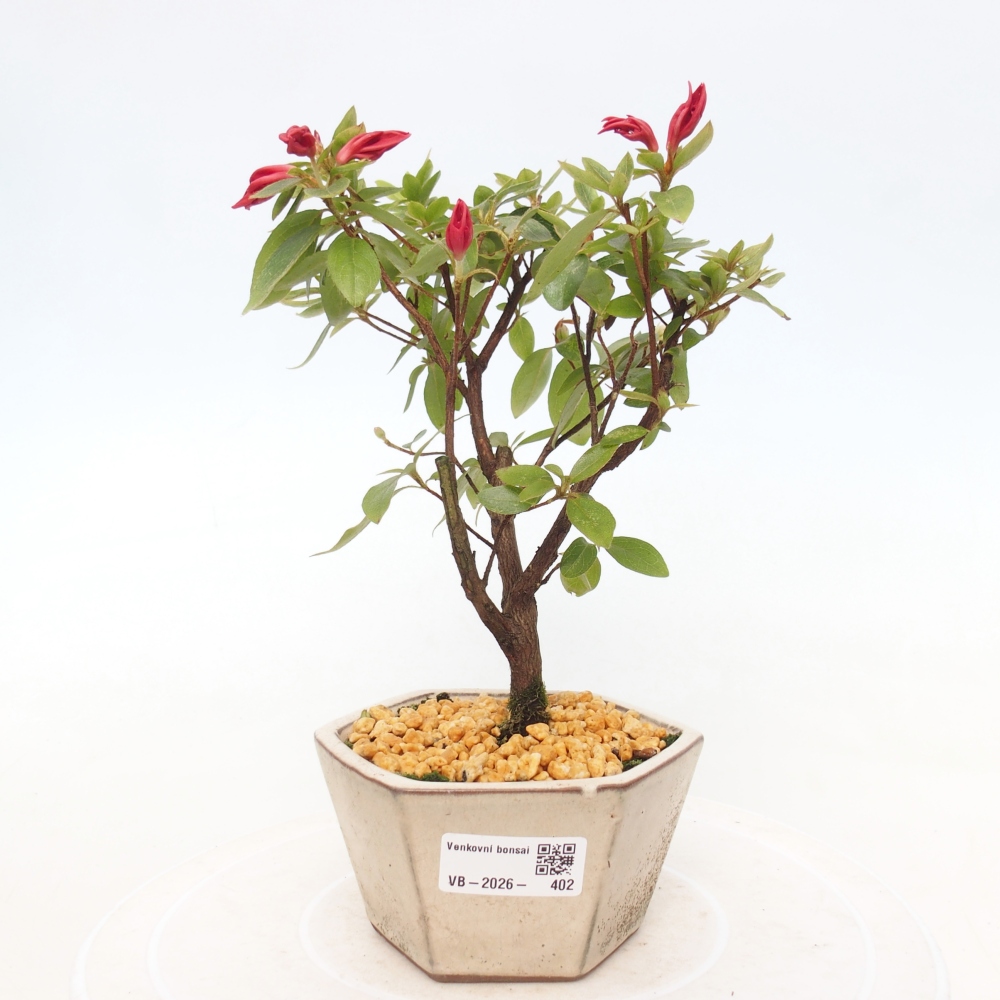 Bonsai für draußen - Japanische Azalee - Azalea sp.