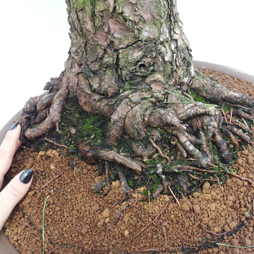 Outdoor-Bonsai - Pinus thunbergii - Thunbergkiefer