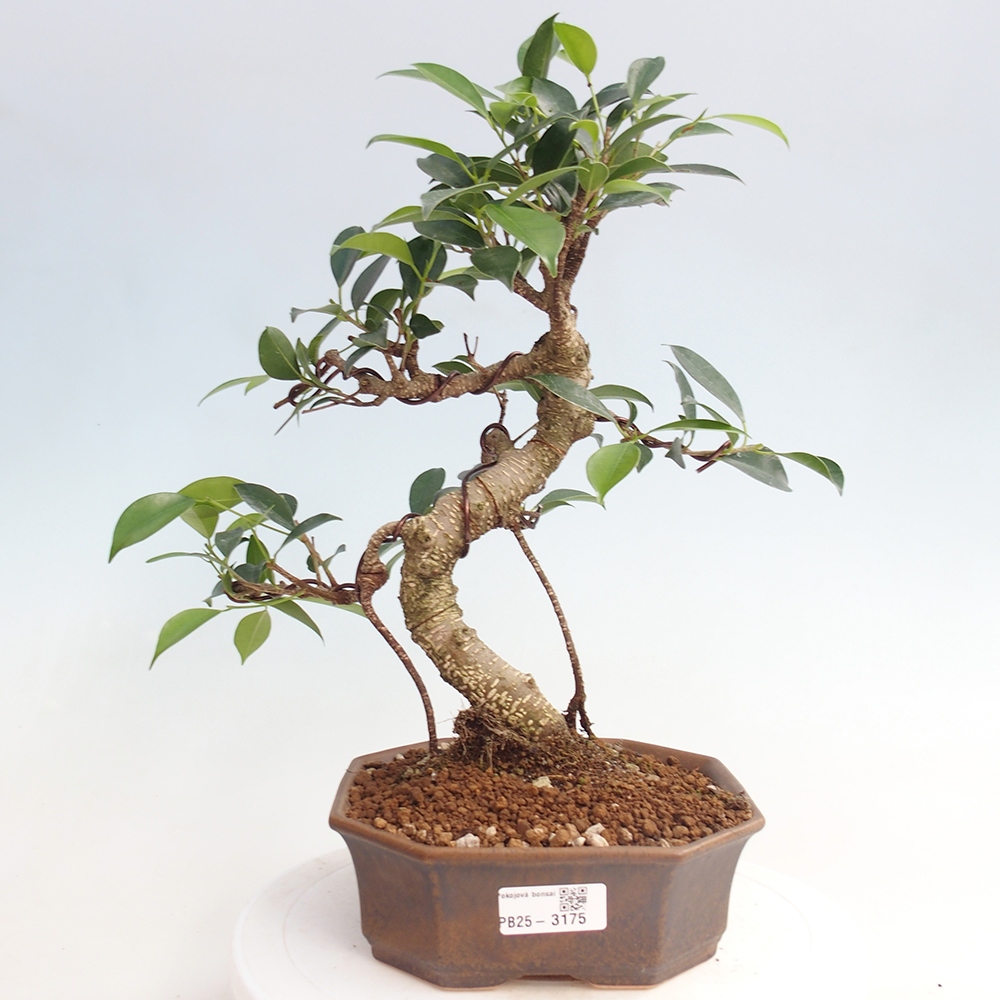 Indoor-Bonsai - Ficus retusa - kleiner Ficus