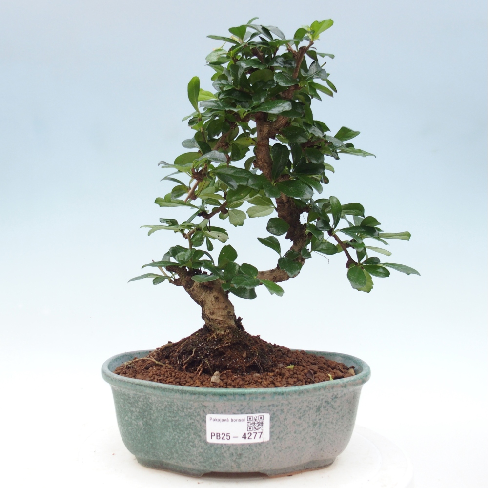 Zimmer-Bonsai - Carmona macrophylla - Tee-Fuki