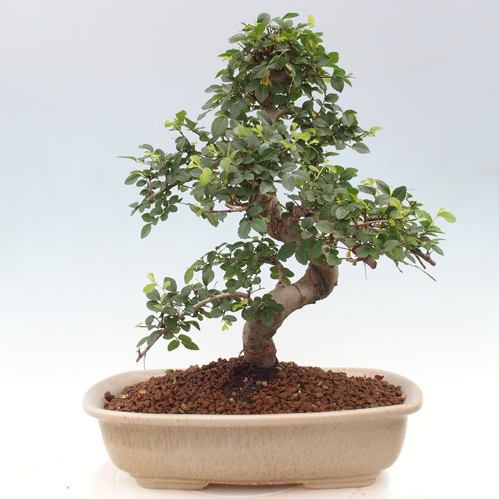 Zimmerbonsai - Ulmus parvifolia - Kleinblättrige Ulme