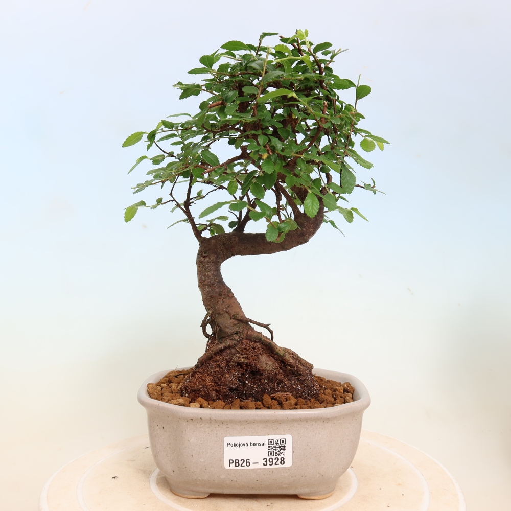 Zimmerbonsai - Ulmus parvifolia - Kleinblättrige Ulme