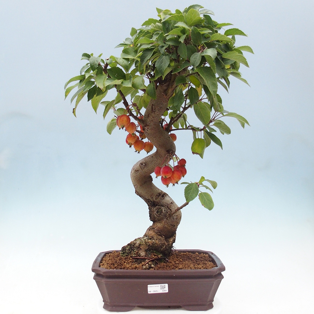 Bonsai im Freien - Malus halliana - Kleinfruchtiger Apfelbaum