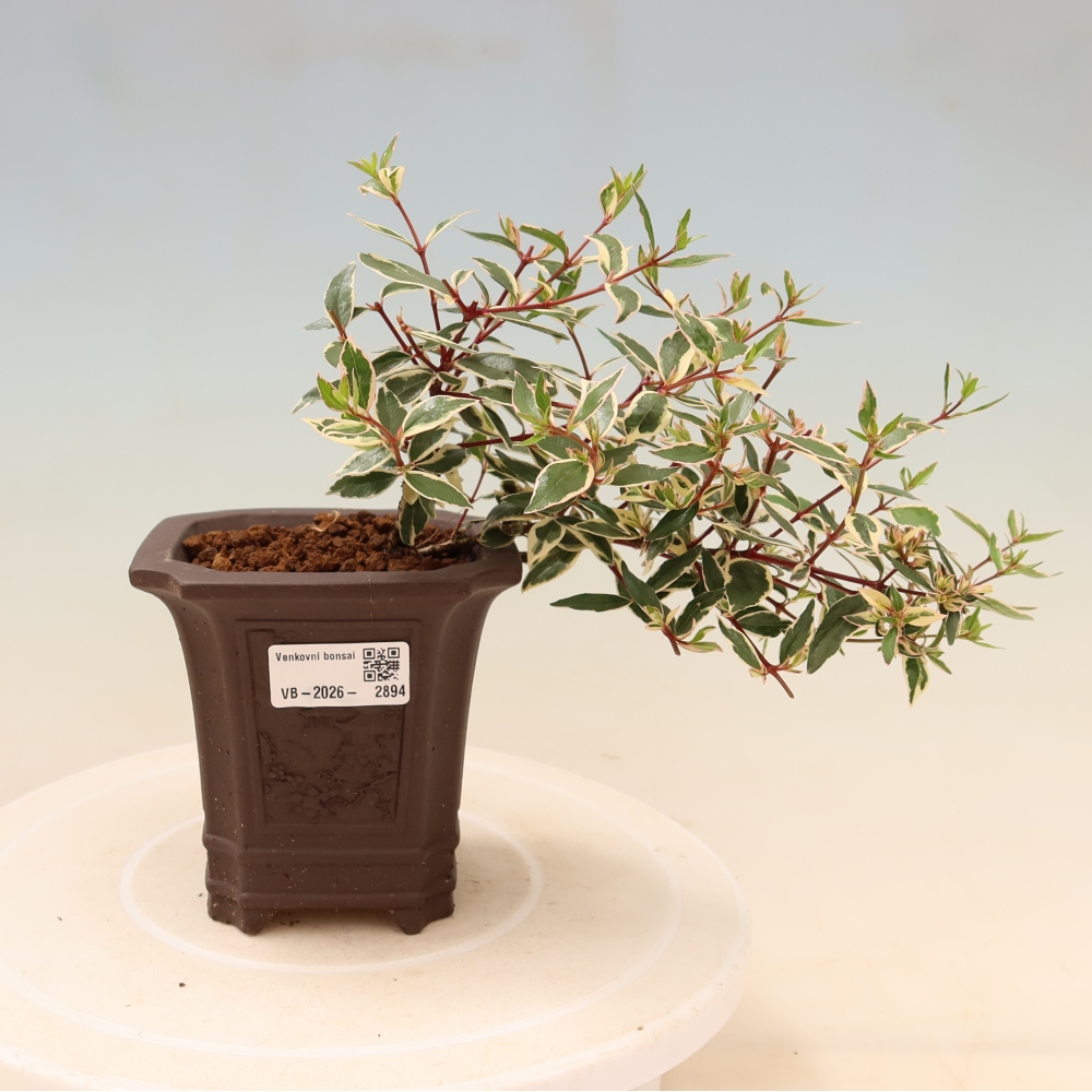 Bonsai für den Außenbereich – Abelia gr. Confetti – Großblütige Abelie