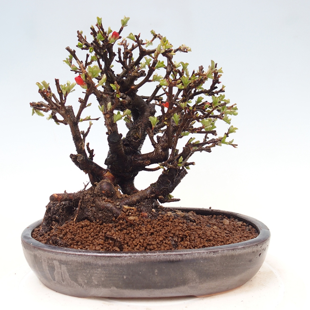 Bonsai für draußen - Chaneomeles speciosa - Quitte
