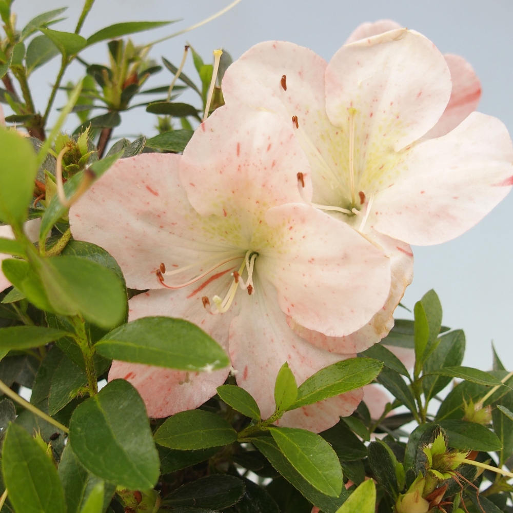 Bonsai im Freien - Japanische Azalee - Azalea Asazakura