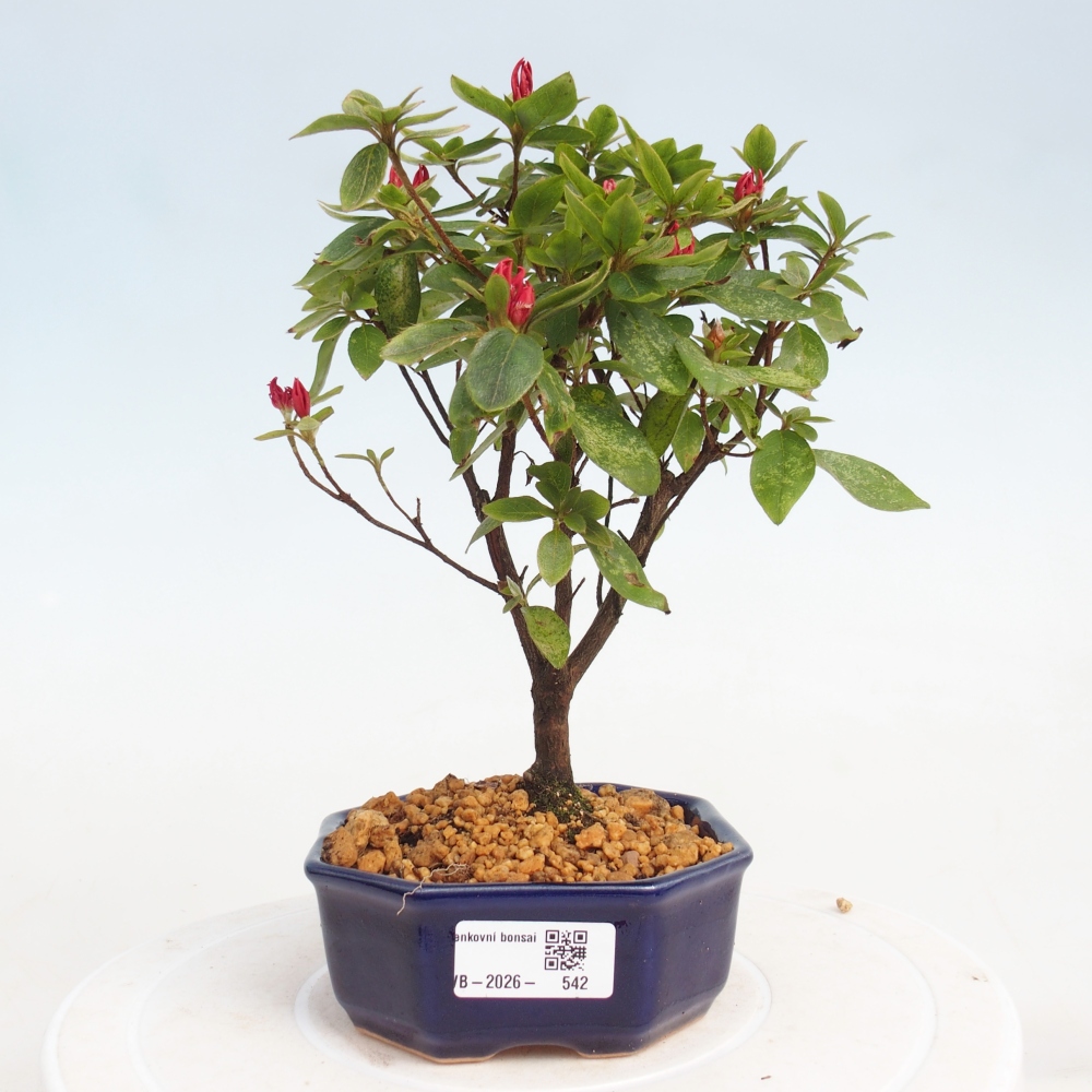 Bonsai für draußen - Japanische Azalee - Azalea sp.