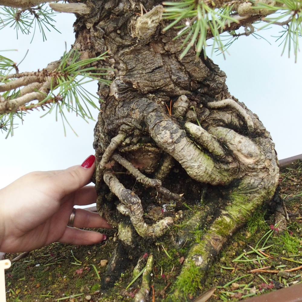 Bonsai für draußen - Pinus sylvestris - Pinus sylvestris