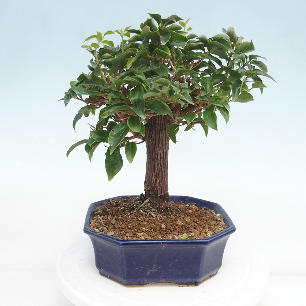 Zimmer Bonsai - Bouganwilea