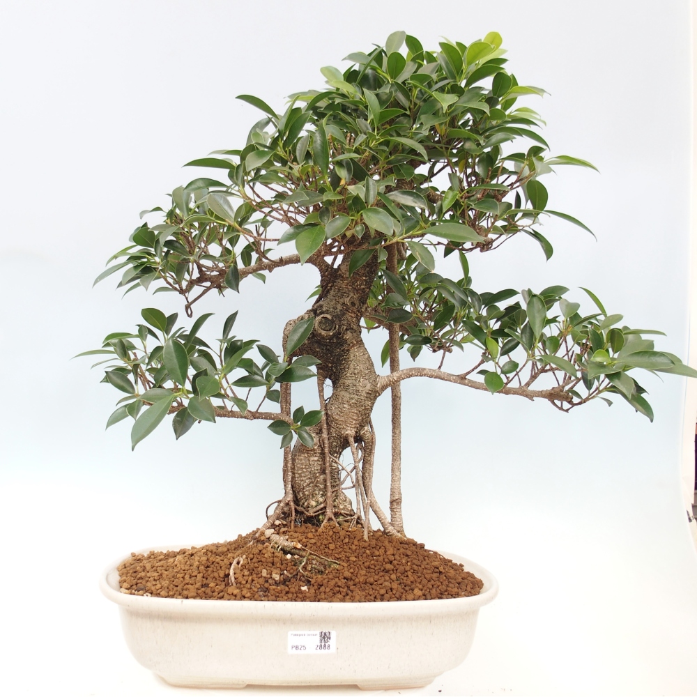 Zimmerbonsai - Ficus kimmen - kleinblättriger Ficus - NUR PERSÖNLICHE ABHOLUNG oder Palettentransport