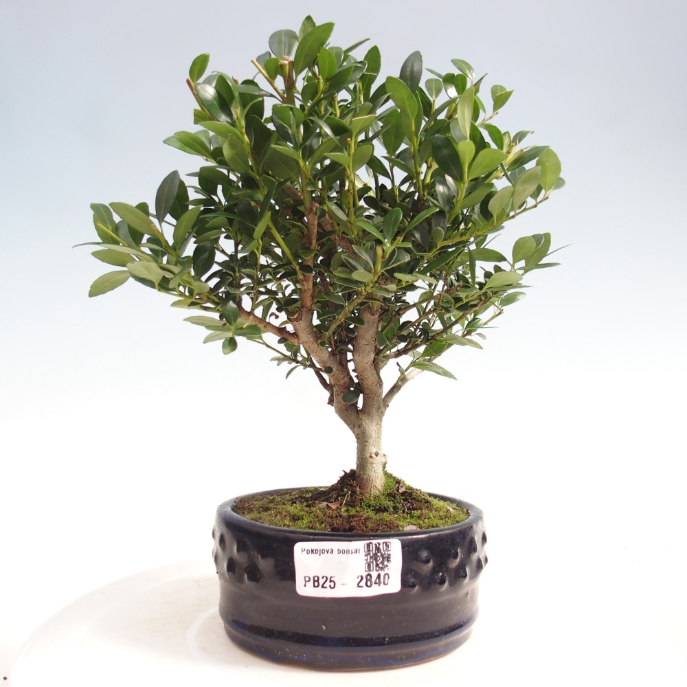 Zimmerbonsai - Ilex crenata - Holly
