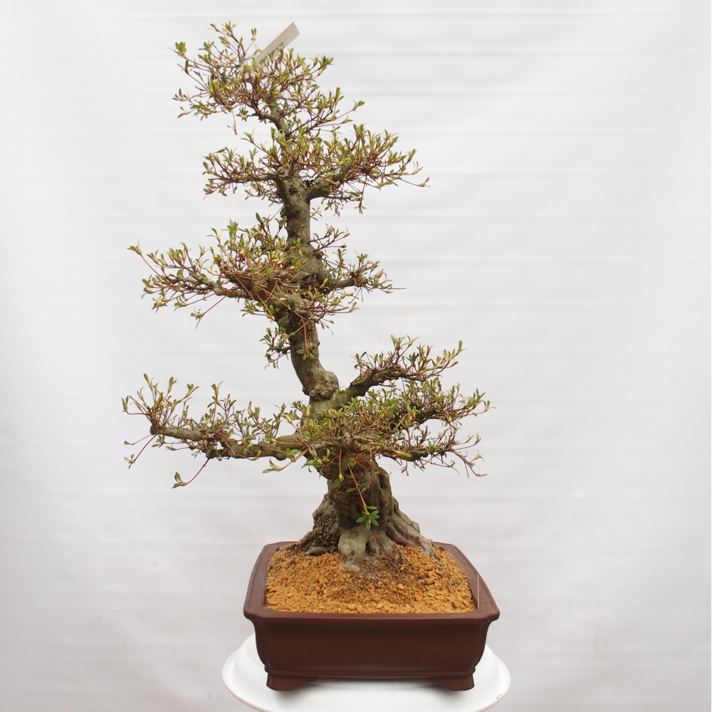 Bonsai für draußen - Japanische Azalee - Azalee Hekinan-no-Tsuki