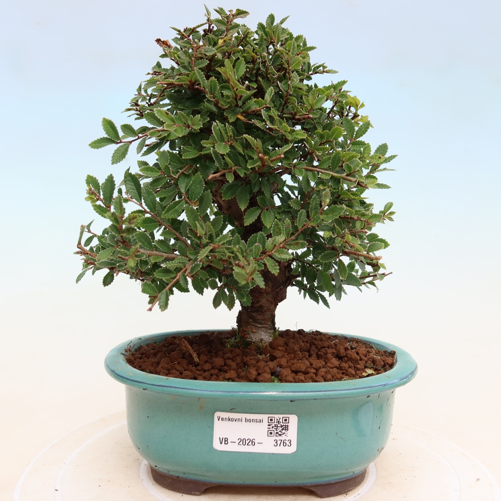 Bonsai für draußen - Zelkova - Zelkova NIRE