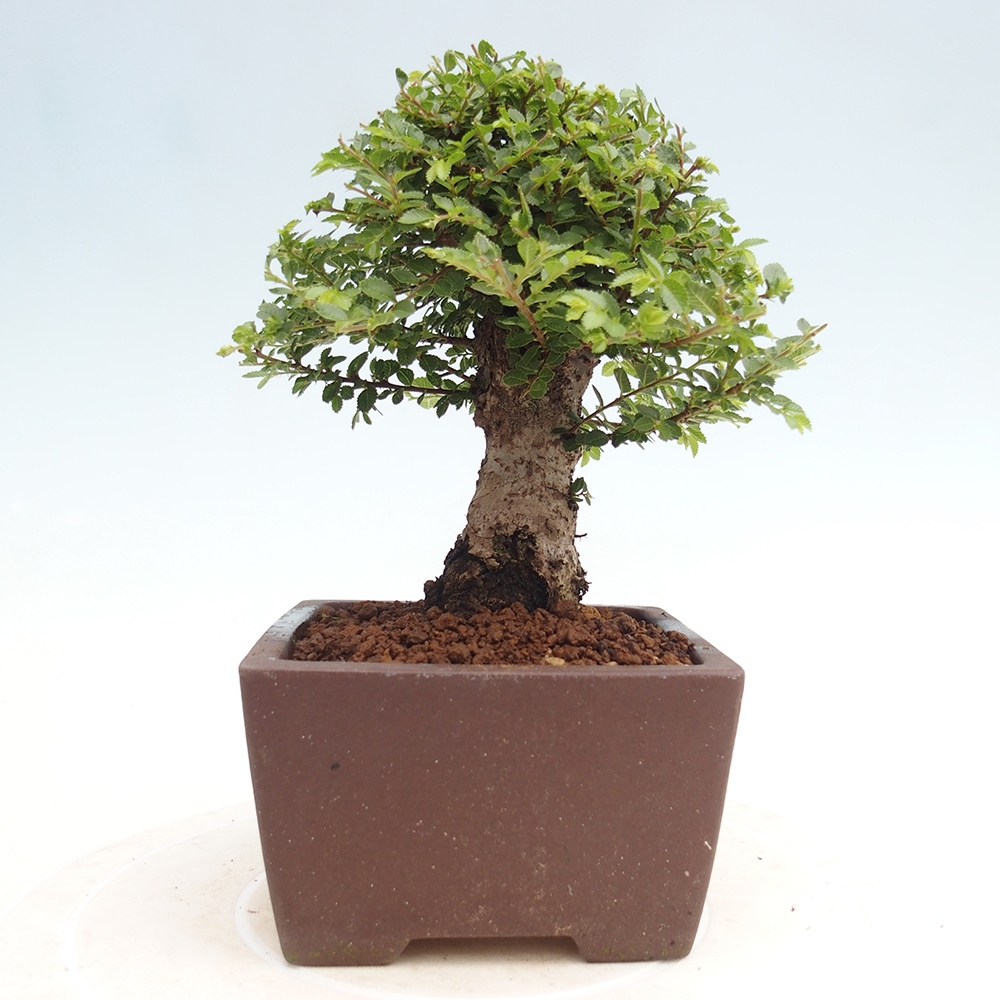Bonsai im Freien - Ulmus parvifolia Hokkaido - Chinesische Ulme