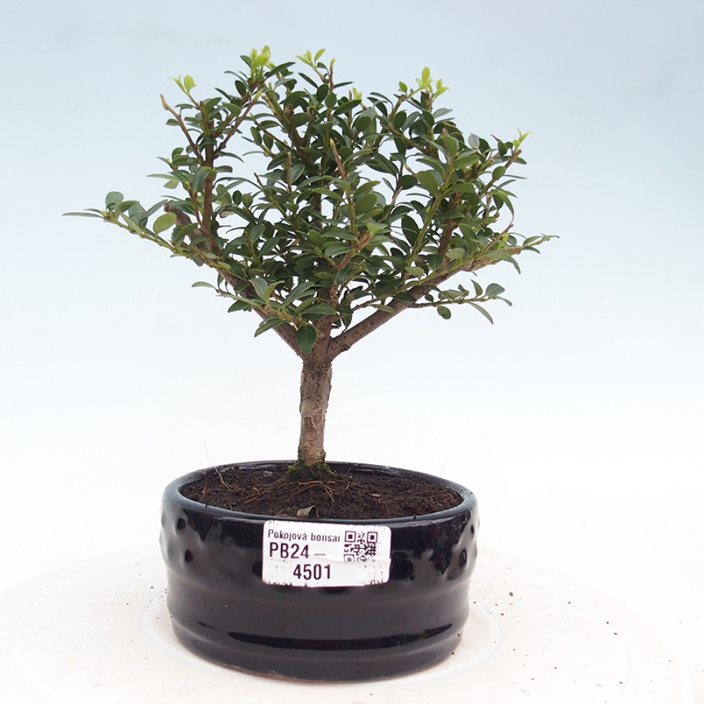 Zimmerbonsai - Ilex crenata - Holly
