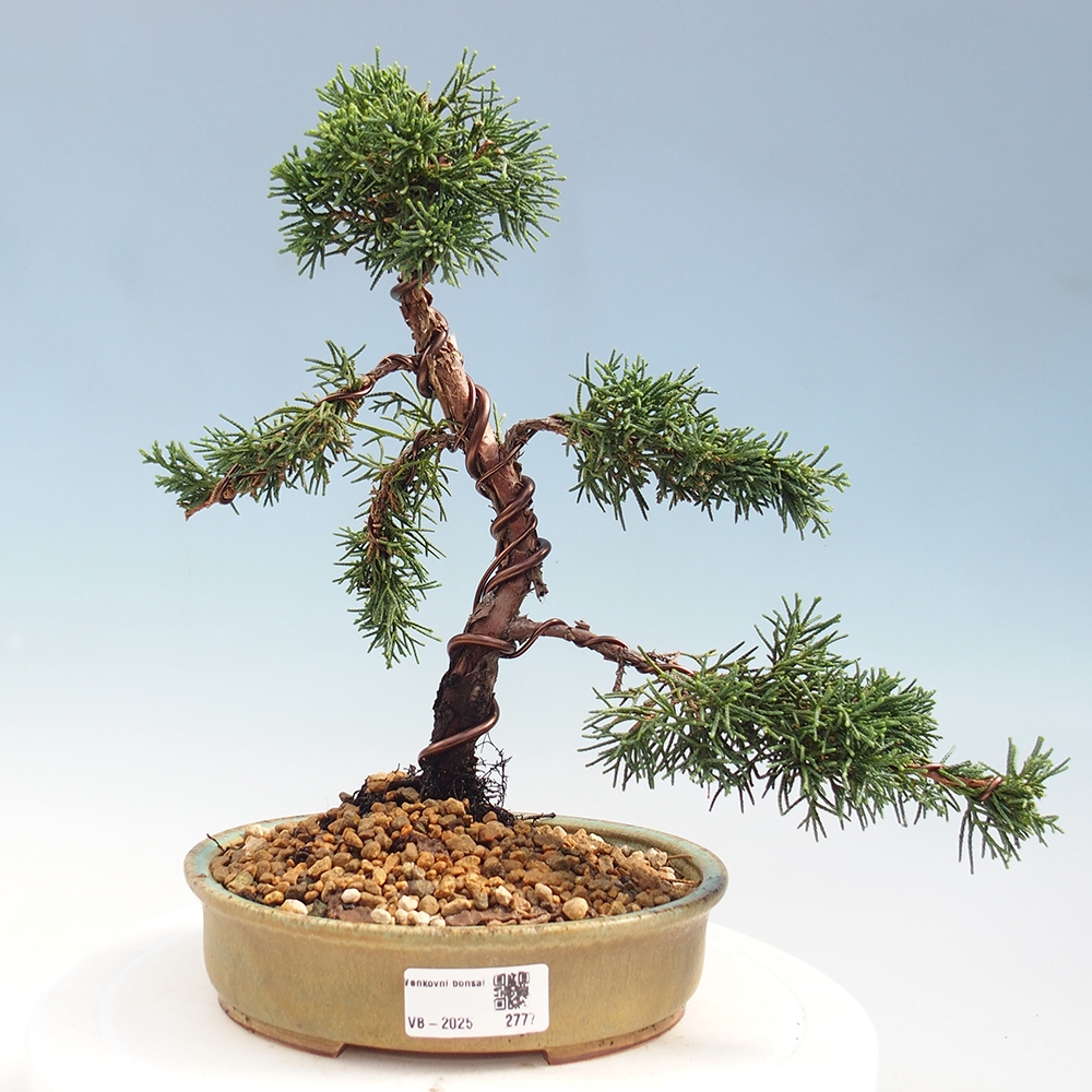 Bonsai im Freien - Juniperus chinensis Kishu - Chinesischer Wacholder