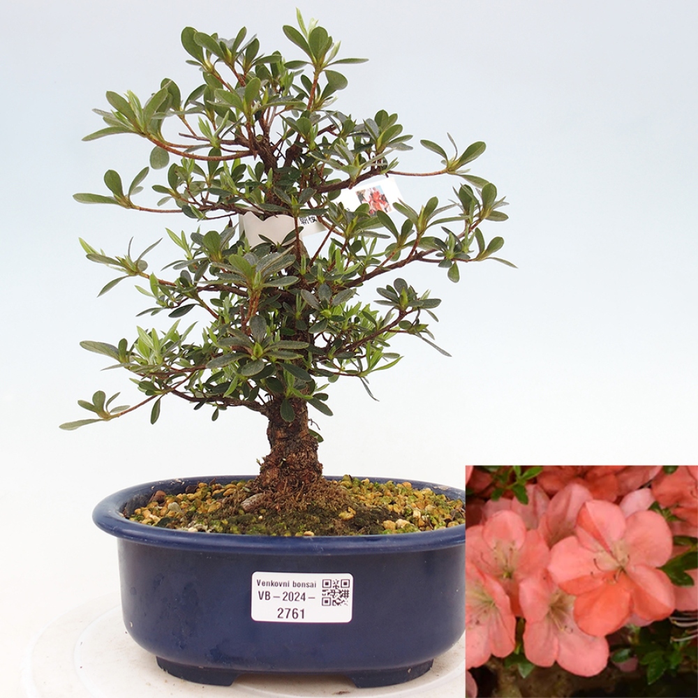 Bonsai im Freien - Japanische Azalee - Azalea Asazakura