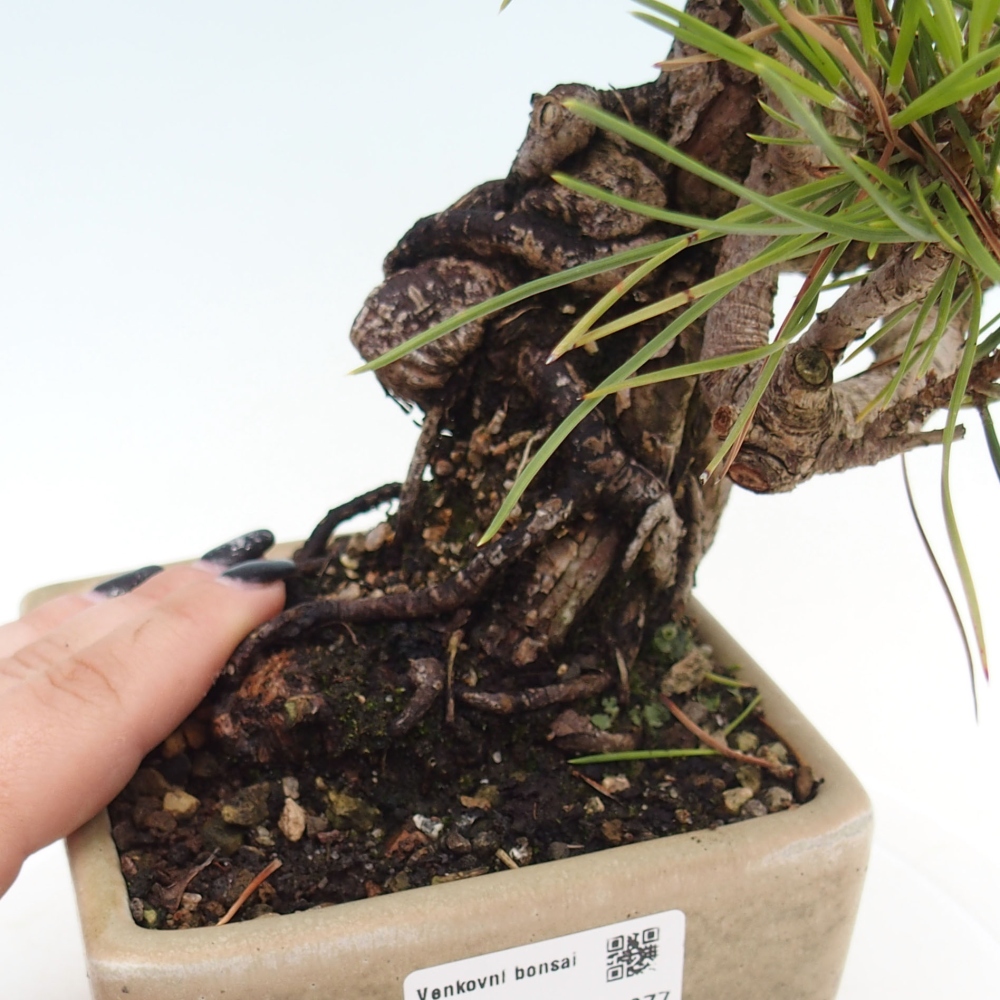 Bonsai im Freien - Pinus thunbergii - Thunbergia-Kiefer