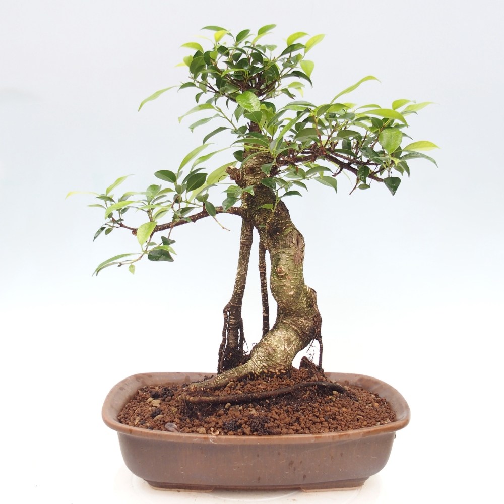 Zimmerbonsai - Ficus kimmen - Kleinblättriger Ficus