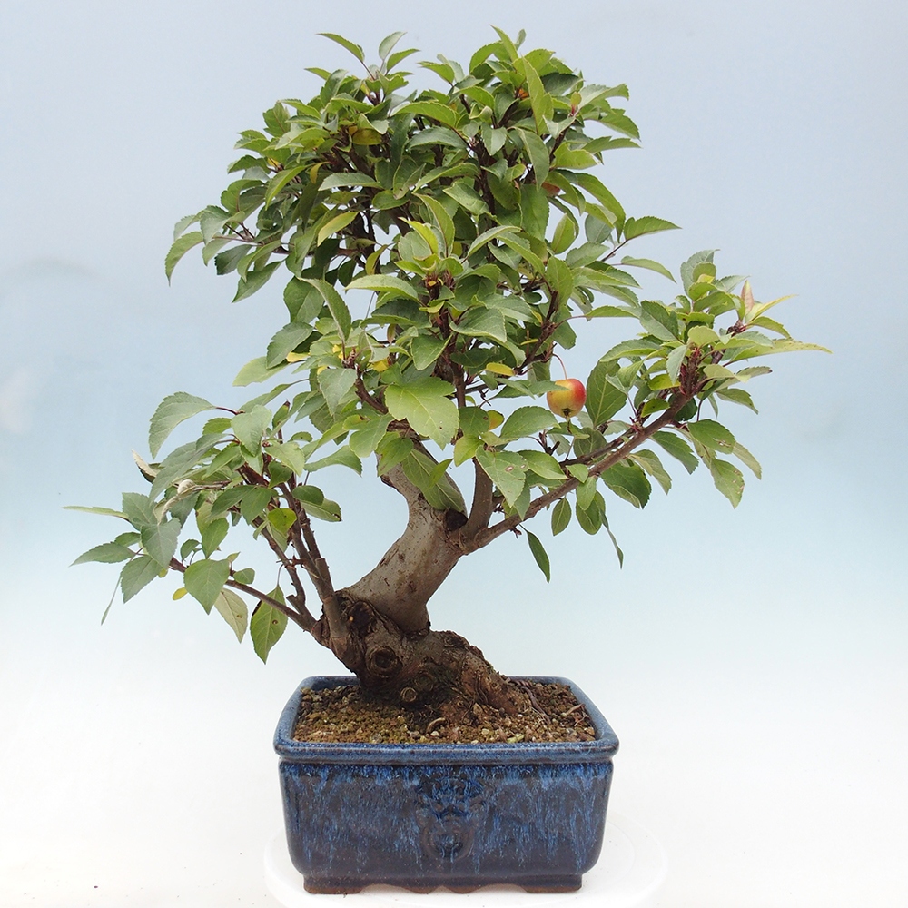 Bonsai im Freien - Malus halliana - Kleinfruchtiger Apfelbaum