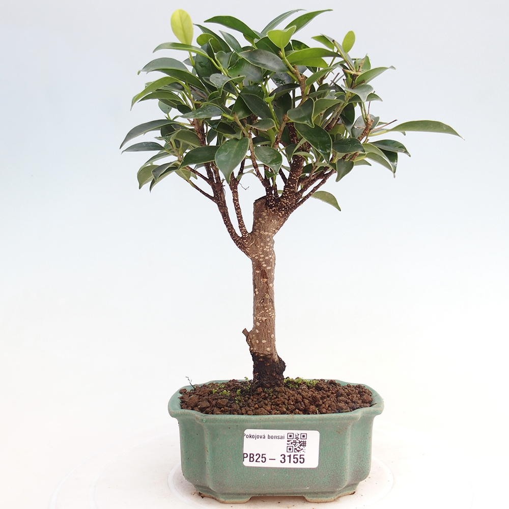 Zimmer Bonsai Ficus retusa kimmen