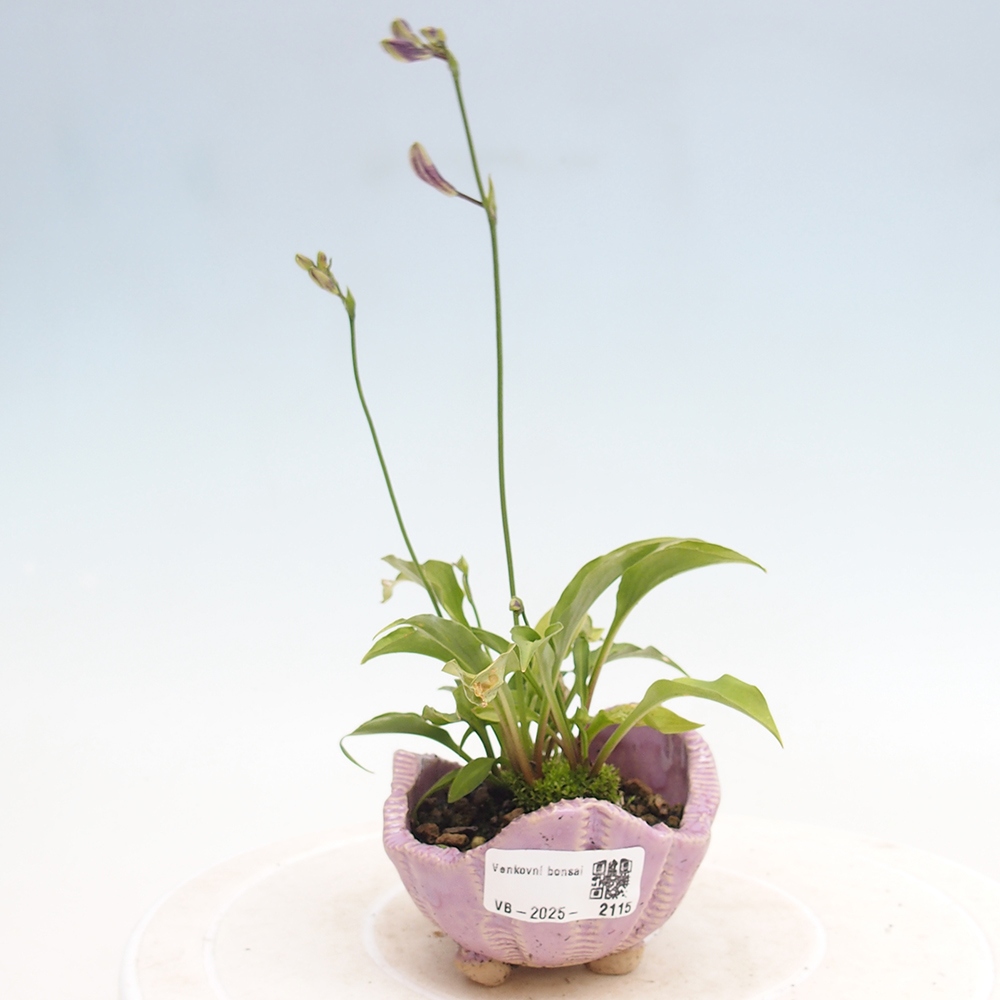 Bonsai im Freien - Mini Hosta - Göttin